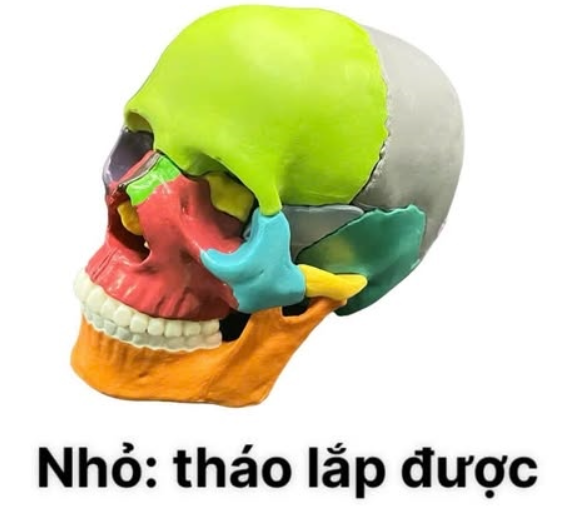 Mô Hình Đầu Lâu Y Khoa Giải Phẫu